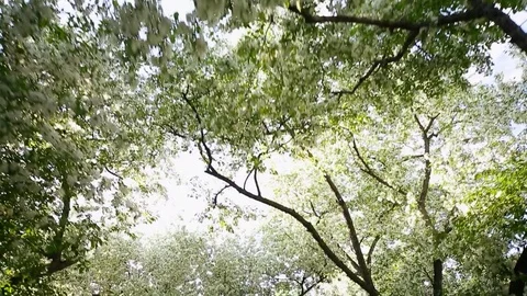 Spring. Dynamic frames of the blossoming apple tree Stock Footage 80821482