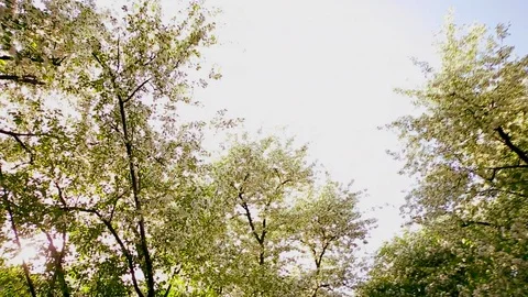 Spring. Dynamic frames of the blossoming apple tree Stock Footage 80821897
