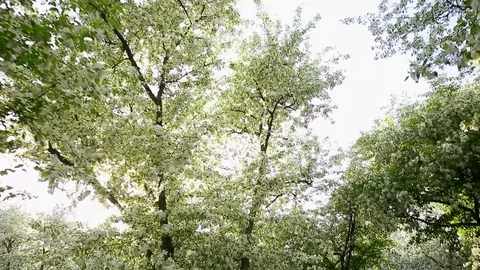 Spring. Dynamic frames of the blossoming apple tree Stock Footage 80822573