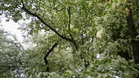 Spring. Dynamic frames of the blossoming apple tree Stock Footage 80822747