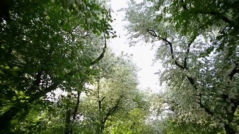 Spring. Dynamic frames of the blossoming apple tree Stock Footage 80823504
