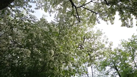Spring. Dynamic frames of the blossoming apple tree Stock Footage 80824047