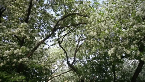 Spring. Dynamic frames of the blossoming apple tree Stock Footage 80824507