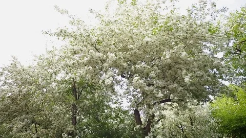 Spring. Dynamic frames of the blossoming apple tree Stock Footage 80824883