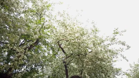 Spring. Dynamic frames of the blossoming apple tree Stock Footage 80825558
