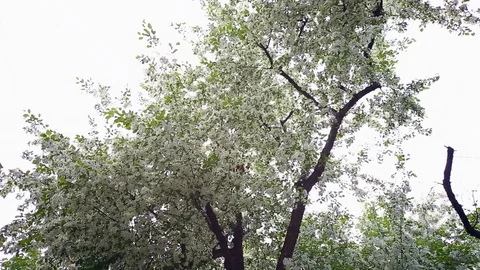 Spring. Dynamic frames of the blossoming apple tree Stock Footage 80826391