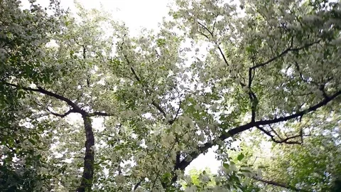 Spring. Dynamic frames of the blossoming apple tree Stock Footage 80826932