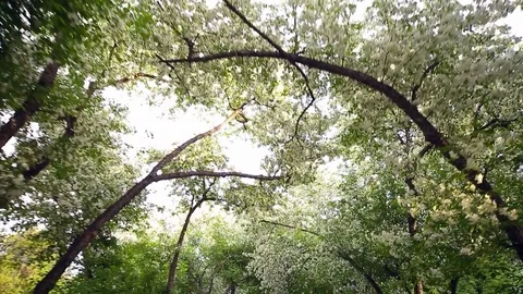 Spring. Dynamic frames of the blossoming apple tree Stock Footage 80827878
