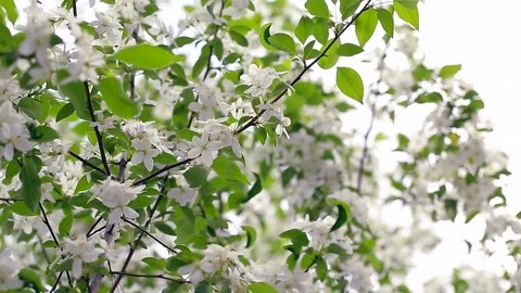 Spring. Dynamic frames of the blossoming apple tree Stock Footage 80828066