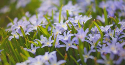 Spring early blue flowers with sharp petals close-up Stock Footage 252211123