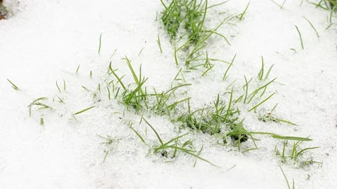 Spring early green succulent grass lies under the snow. Slow motion Stock Footage 156350240
