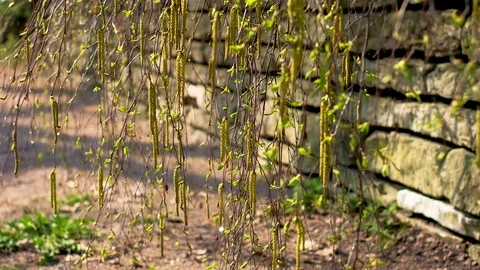 Spring earrings with birch pollen. Birch earrings bloom against a stone wall Stock Footage 113047715