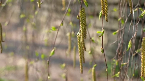 Spring earrings with birch pollen.  swinging in the wind. macro Stock Footage 113047723