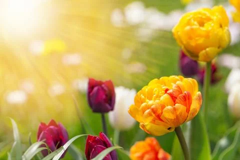 Spring Easter background with beautiful yellow orange purple tulips. Stock Photos