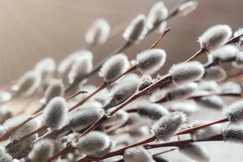 Spring Easter background with blossoming willow catkins Stock Photos