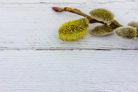 Spring Easter background with flowering yellow willow twig on white wooden ba Stock Photos