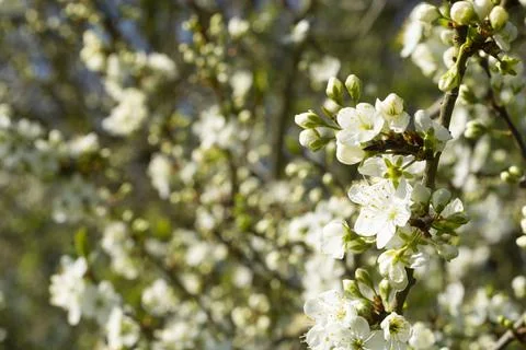 Spring easter background. White flowers on tree. Stock-Fotos