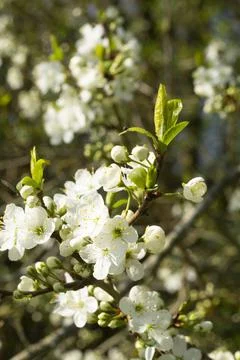 Spring easter background. White flowers on tree. Foto stock
