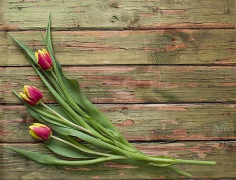 Spring Easter bouquet of three tulip flowers on wooden background. 스톡 사진