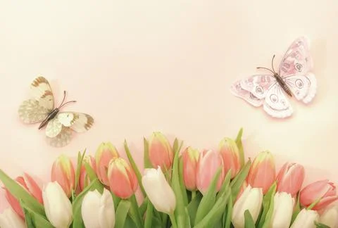 Spring Easter composition with pink tulips flowers and butterflies on pastel  Stock Photos