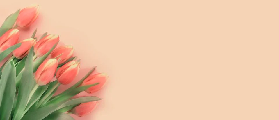 Spring Easter composition with pink tulips flowers on pastel background. Vale Stock Photos