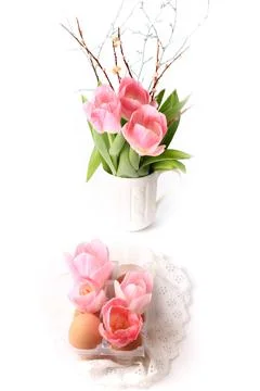 Spring Easter decoration tulips in eggs hells on a white background delicate Stock Photos