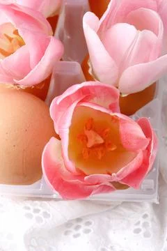 Spring Easter decoration tulips in eggshells on a white background delicate lace Stock Photos