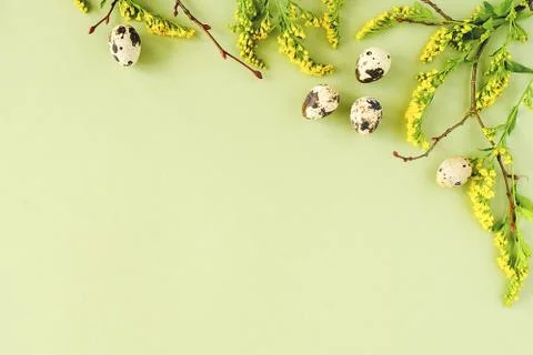 Spring easter floral border. Natural tree branches, yellow flowers and quail  Stock Photos