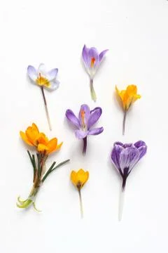 Spring, Easter floral composition. Yellow and violet crocuses flowers on white Fotos Stock