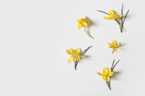 Spring, Easter floral composition. Yellow crocuses flowers with green leaves 写真素材