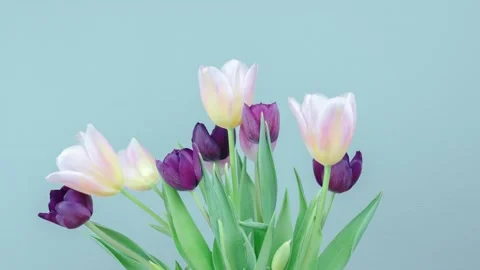 Spring Easter Flowers Growing Bouquet Of Tulips Time Lapse Long Term Stock Footage 172542173
