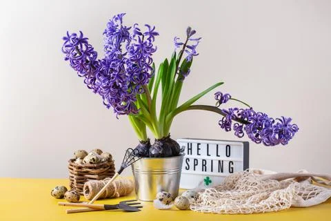 Spring easter holiday composition with hyacinth flower and quail eggs Foto stock