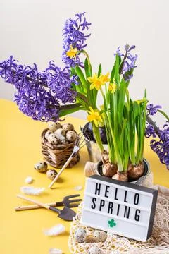 Spring easter holiday composition with hyacinth narcissus flower, quail eggs Stock Photos