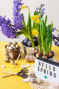 Spring easter holiday composition with hyacinth narcissus flower, quail eggs Stock Photos