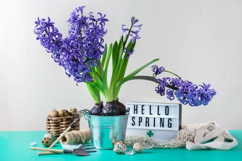 Spring easter holiday composition with hyacinth flower and quail eggs Stock Photos