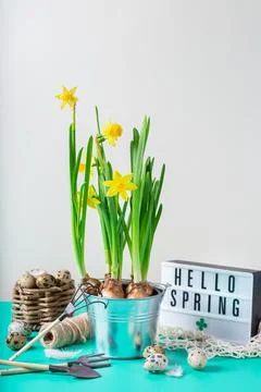 Spring easter holiday composition with narcissus flower, quail eggs Stock Photos