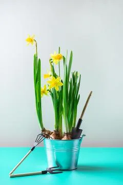 Spring easter holiday composition with narcissus flower, quail eggs Stock Photos