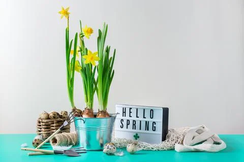 Spring easter holiday composition with narcissus flower, quail eggs Stock Photos
