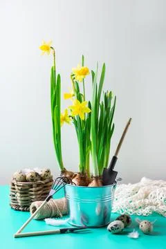Spring easter holiday composition with narcissus flower, quail eggs Foto stock