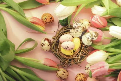 Spring Easter holiday pink background with tulips, quail eggs, butterflies in Stock Photos