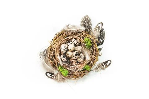 Spring Easter holiday white background with quail eggs and feathers in a nest Stock Photos