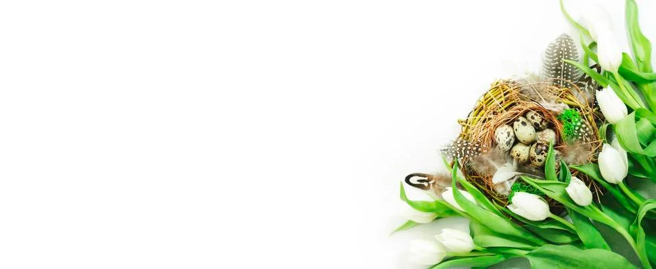Spring Easter holiday white background with tulips, quail eggs and feathers i Foto stock