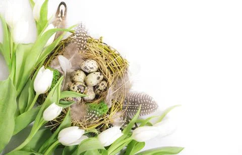Spring Easter holiday white background with tulips, quail eggs and feathers i Stock Photos