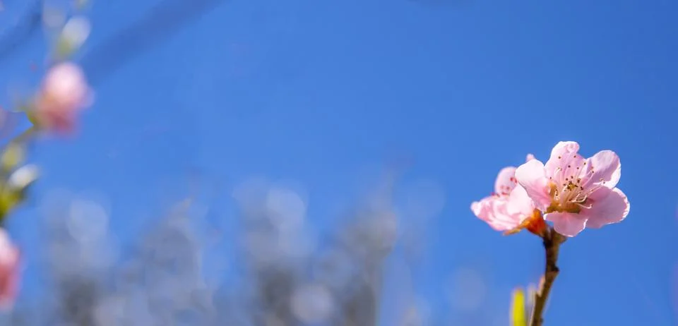Spring, easter time. Almond tree blossom pink color closeup view, blue clear Foto stock