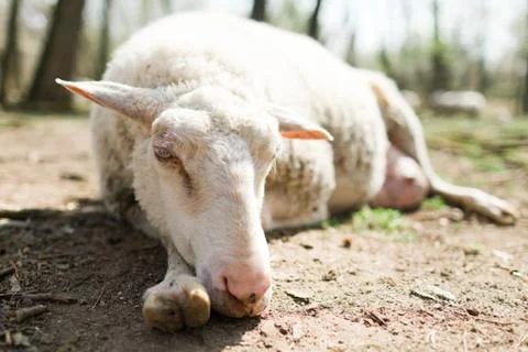 Spring the easter time in real world on farm, sheep lying on ground, bio ecol Stock Photos