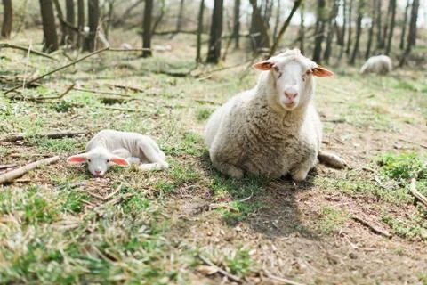 Spring the easter time in real world on farm, sheep and lamb lying on ground Stock Photos