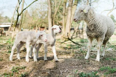 Spring the easter time in real world on farm, sheep and lambs in bio ecologic Foto stock