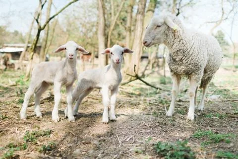 Spring the easter time in real world on farm, sheep and two lambs in bio ecol Stock Photos