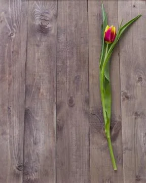 Spring Easter tulip flower on wooden background.View with copy space Stock Photos