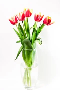 Spring easter tulips in bucket on white vintage background. Stock-Fotos